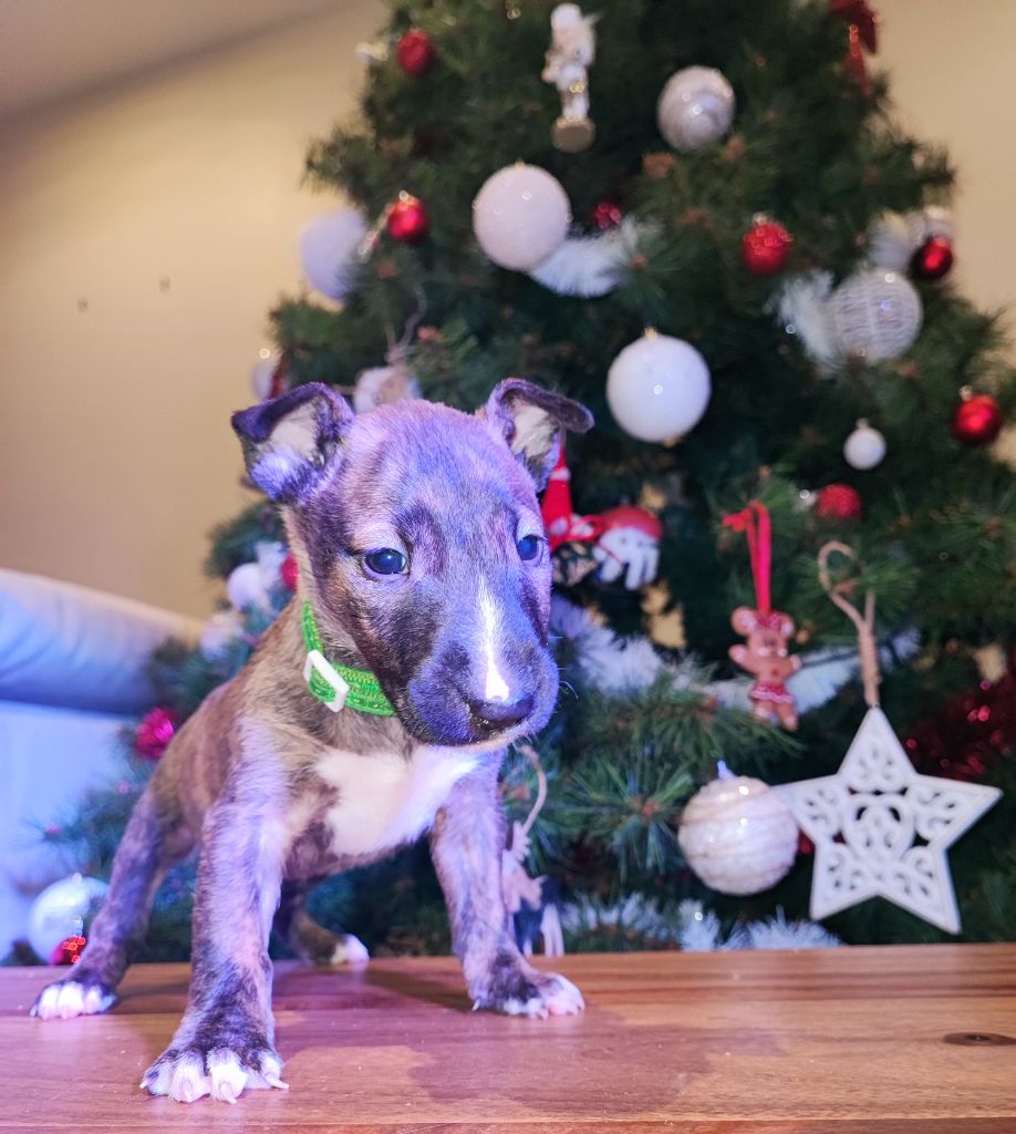 Bertille Beugin - Chiot disponible  - Bull Terrier Miniature